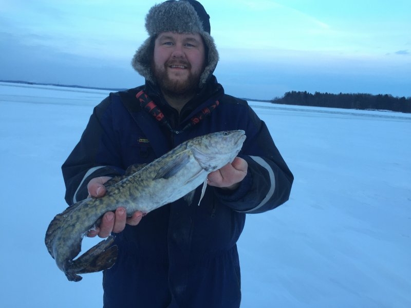 Martin_Wass_2018_Burbot_00_2170