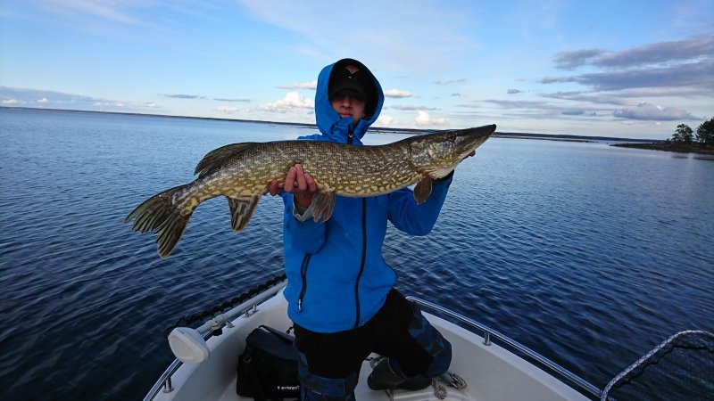 Samuel_Svedberg_Pike_95_5410