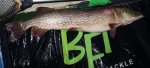 Daniel_Granholm_2016_Pike_120_12600