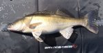 Mikael_Haraldsson_2016_Zander_86_7000