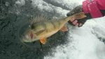 Mike_Haraldinho_2016_Perch_46_5_1180
